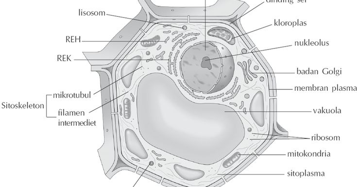 Detail Gambar Sel Hewan Dan Tumbuhan Sketsa Nomer 34