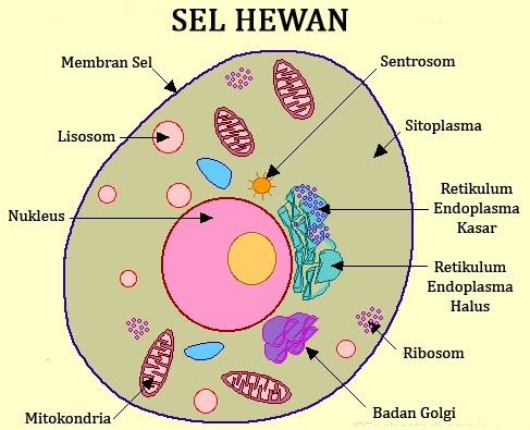 Detail Gambar Sel Hewan Dan Tumbuhan Sketsa Nomer 36