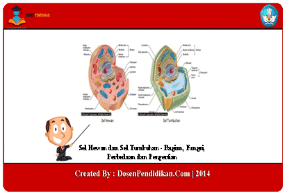 Detail Gambar Sel Hewan Dan Tumbuhan Sketsa Nomer 41