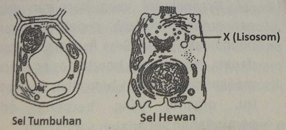 Detail Gambar Sel Hewan Dan Tumbuhan Sketsa Nomer 54