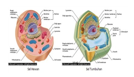 Detail Gambar Sel Hewan Dan Tumbuhan Sketsa Nomer 6