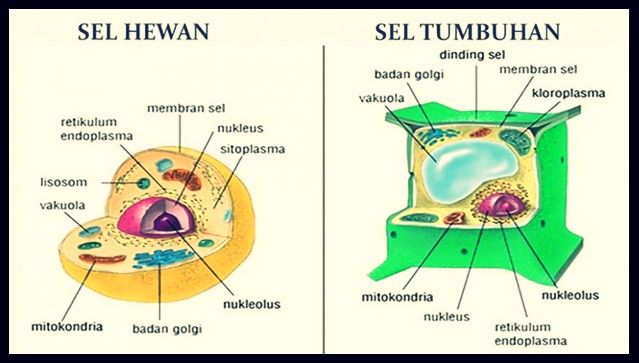 Detail Gambar Sel Hewan Dan Tumbuhan Sketsa Nomer 7