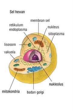 Detail Gambar Sel Hewan Dan Tumbuhan Sketsa Nomer 8