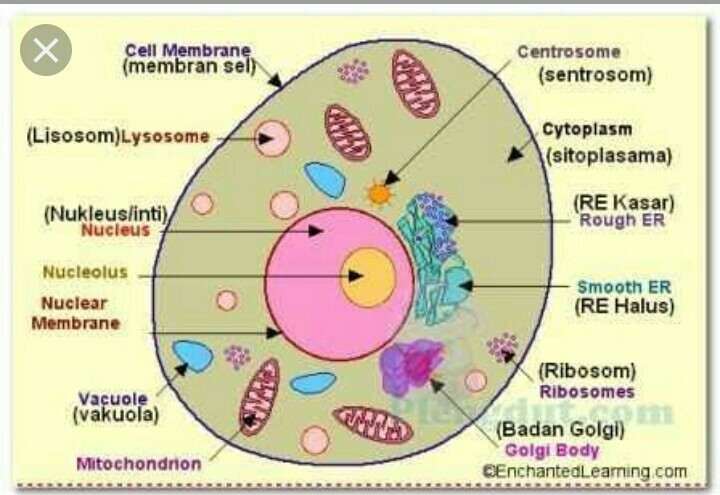 Detail Gambar Sel Hewan Kartun Mudah Di Pahami Nomer 13