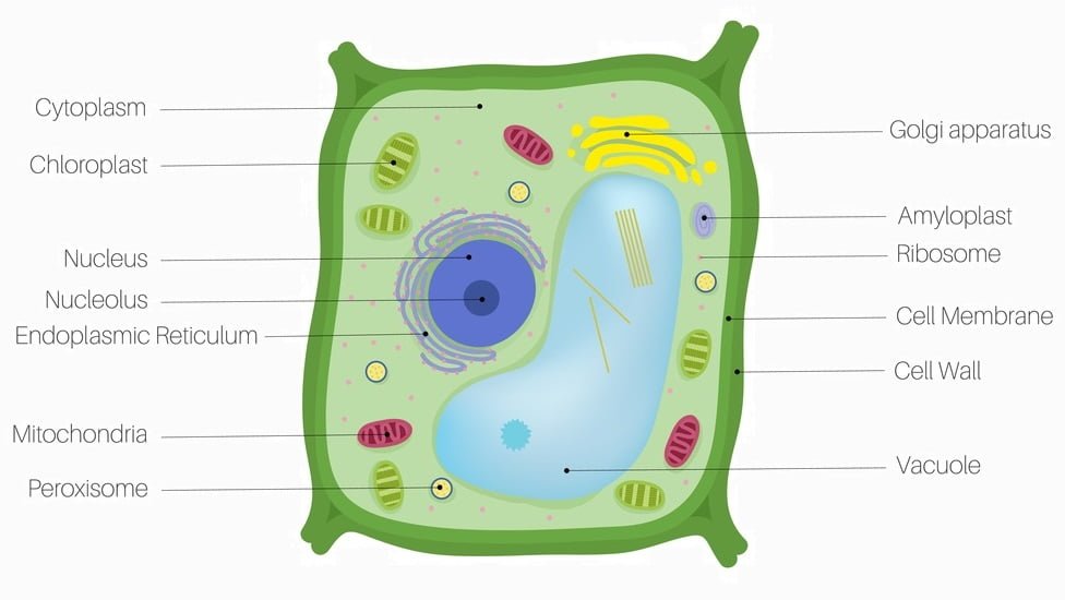 Detail Gambar Sel Hewan Kartun Mudah Di Pahami Nomer 9