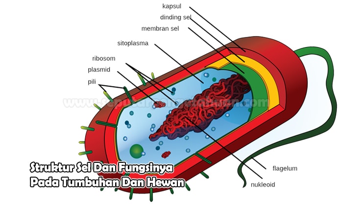 Detail Gambar Sel Hewan Lengkap Nomer 24