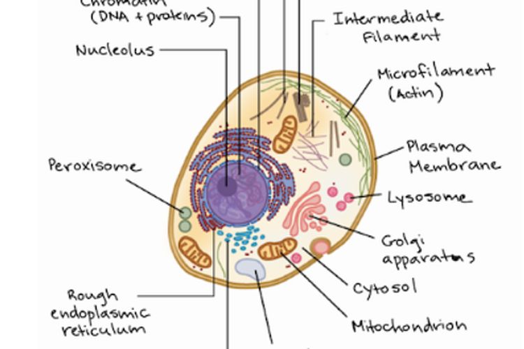 Detail Gambar Sel Hewan Lengkap Nomer 55