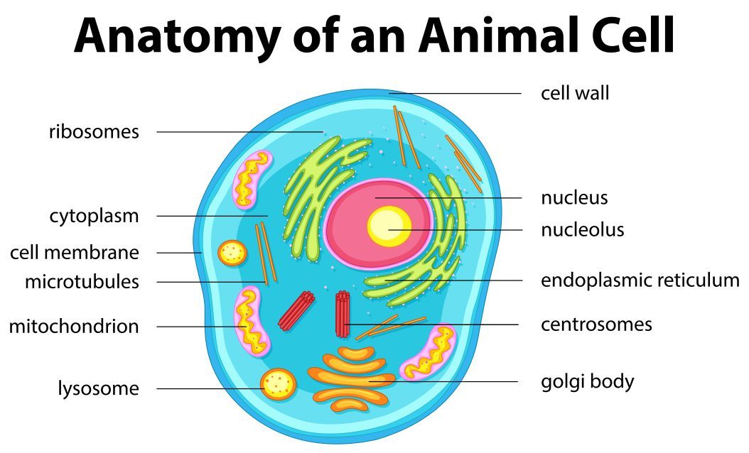 Detail Gambar Sel Hewan Lengkap Nomer 57