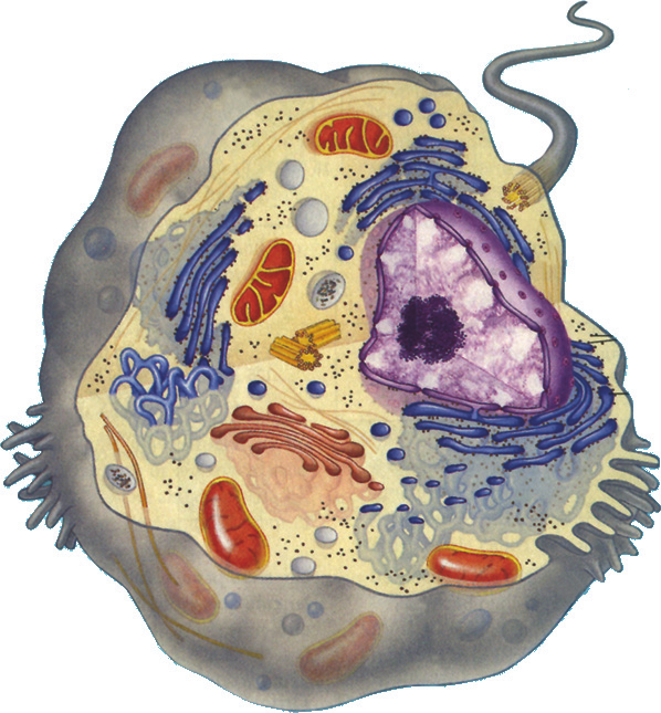 Detail Gambar Sel Hewan Pada Mikroskop Nomer 25