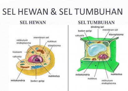 Detail Gambar Sel Hewan Pada Mikroskop Nomer 48