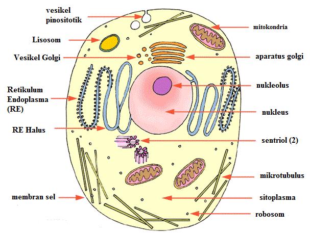 Detail Gambar Sel Hewan Sederhana Nomer 10