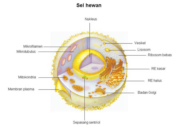 Detail Gambar Sel Hewan Sederhana Nomer 20