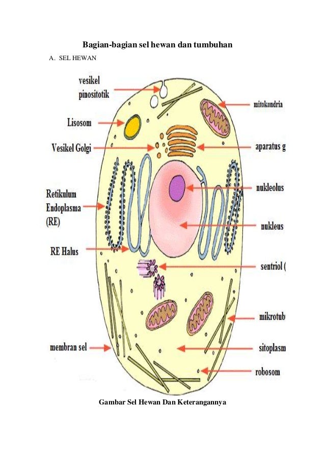 Detail Gambar Sel Hewan Sederhana Nomer 23