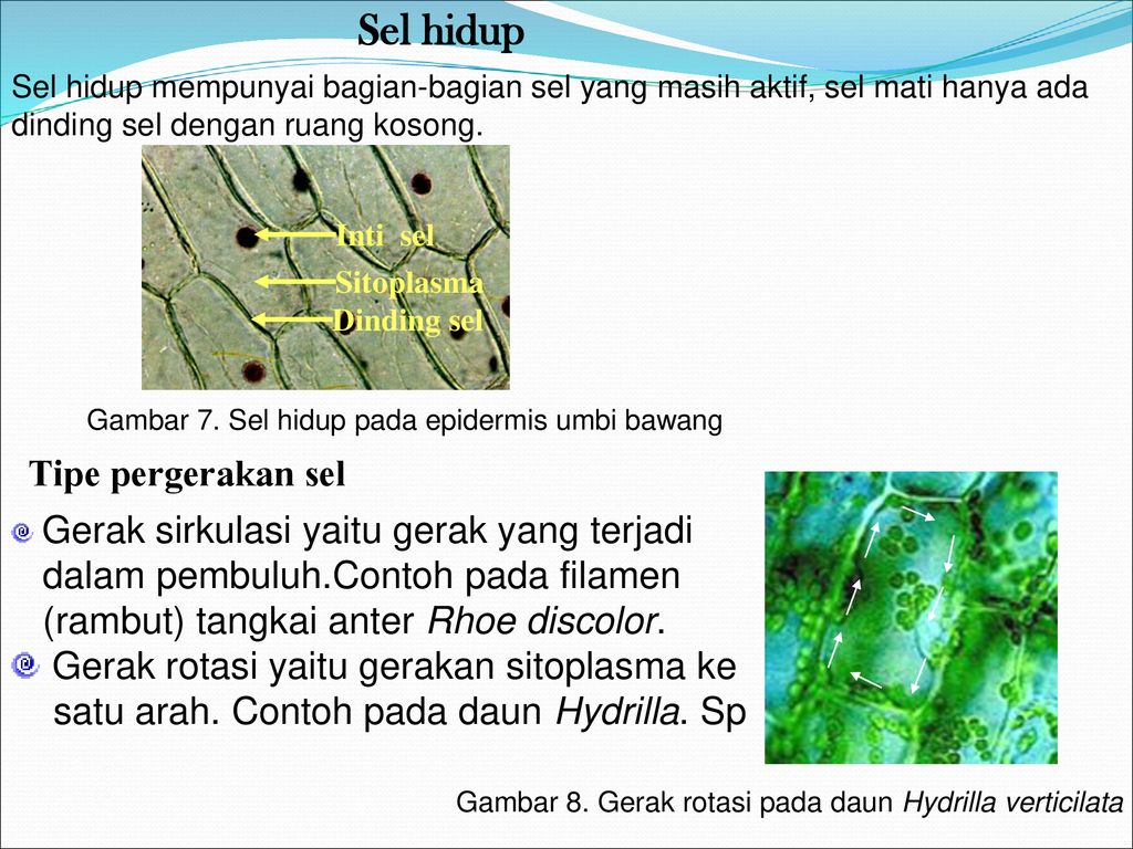 Detail Gambar Sel Hydrilla Nomer 27