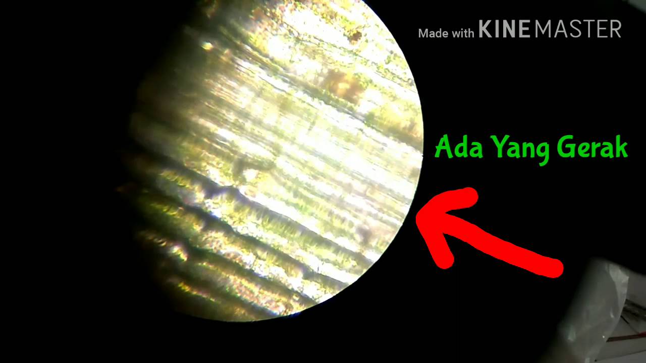 Detail Gambar Sel Hydrilla Nomer 31