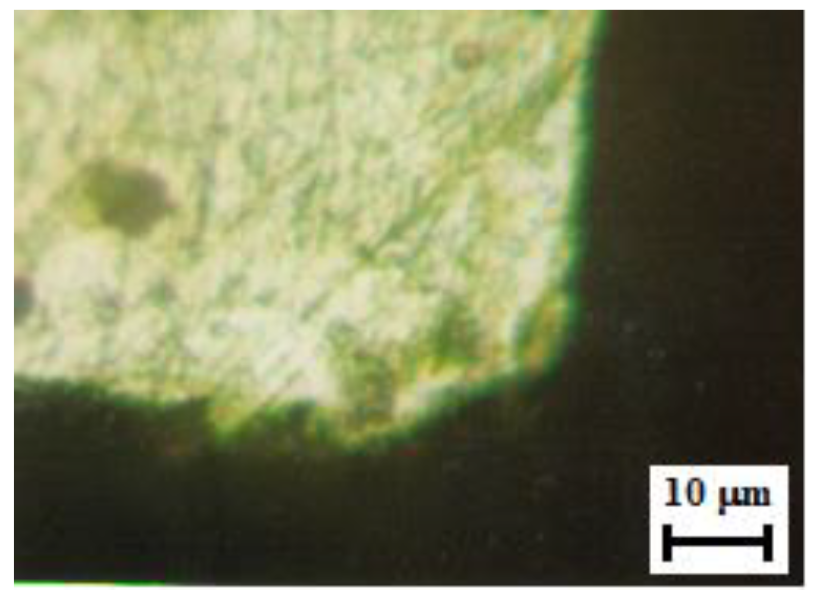 Detail Gambar Sel Hydrilla Nomer 41