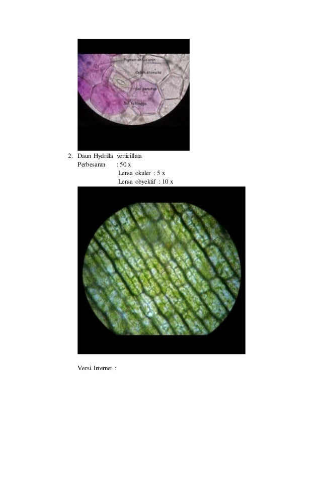 Detail Gambar Sel Hydrilla Nomer 42