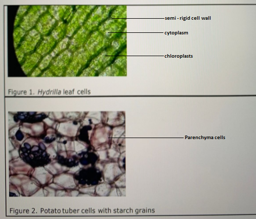 Detail Gambar Sel Hydrilla Nomer 43