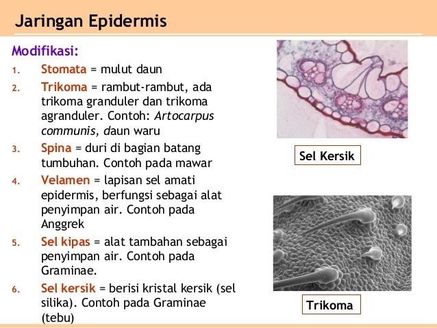 Gambar Sel Kipas - KibrisPDR