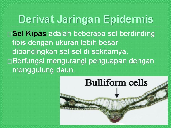 Detail Gambar Sel Kipas Nomer 10