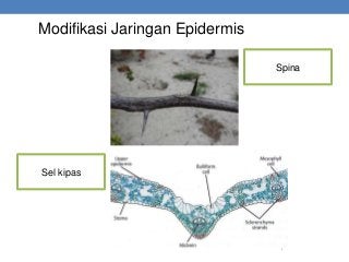 Detail Gambar Sel Kipas Nomer 12