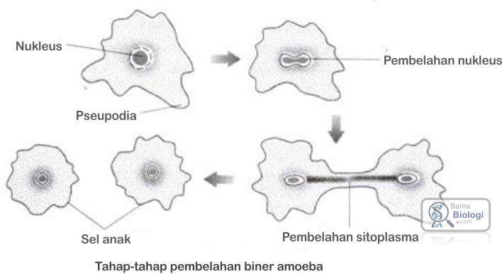 Detail Gambar Sel Kipas Nomer 28