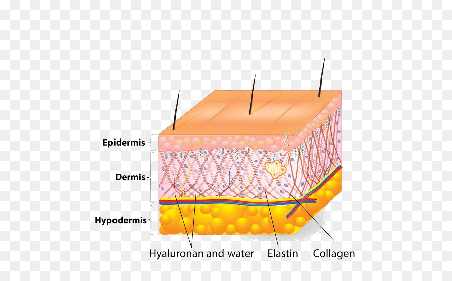 Detail Gambar Sel Kulit Nomer 52