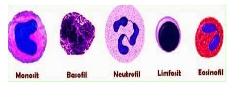 Detail Gambar Sel Leukosit Nomer 11