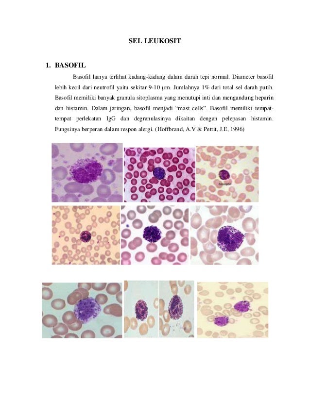 Detail Gambar Sel Leukosit Nomer 15