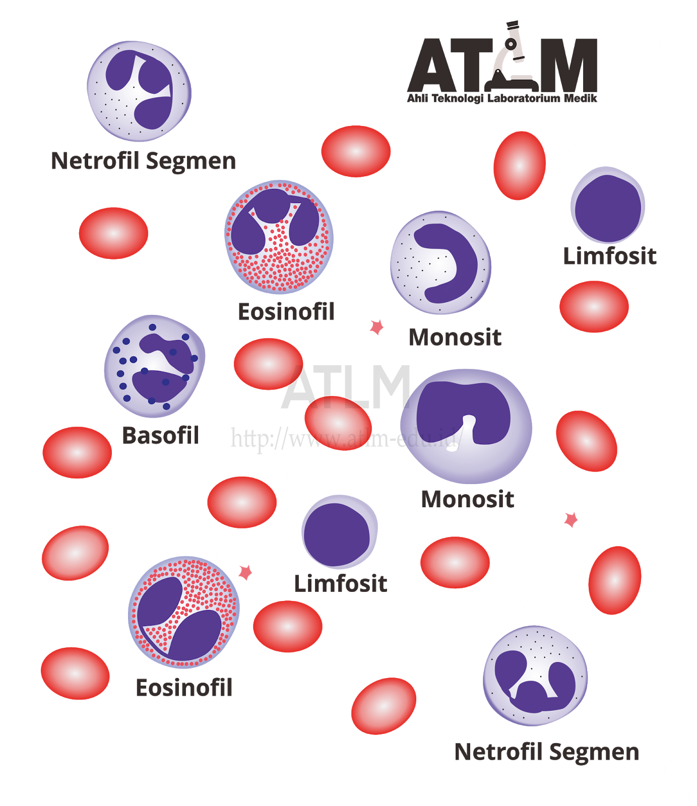 Detail Gambar Sel Leukosit Nomer 3