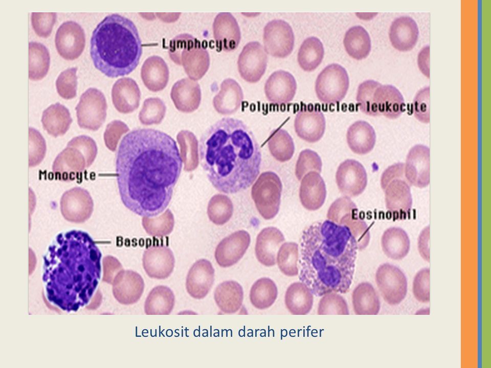 Detail Gambar Sel Leukosit Nomer 32