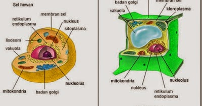 Detail Gambar Sel Makhluk Hidup Nomer 30