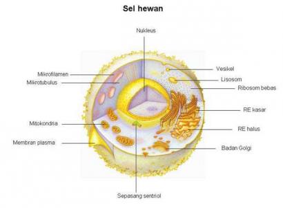 Detail Gambar Sel Makhluk Hidup Nomer 33