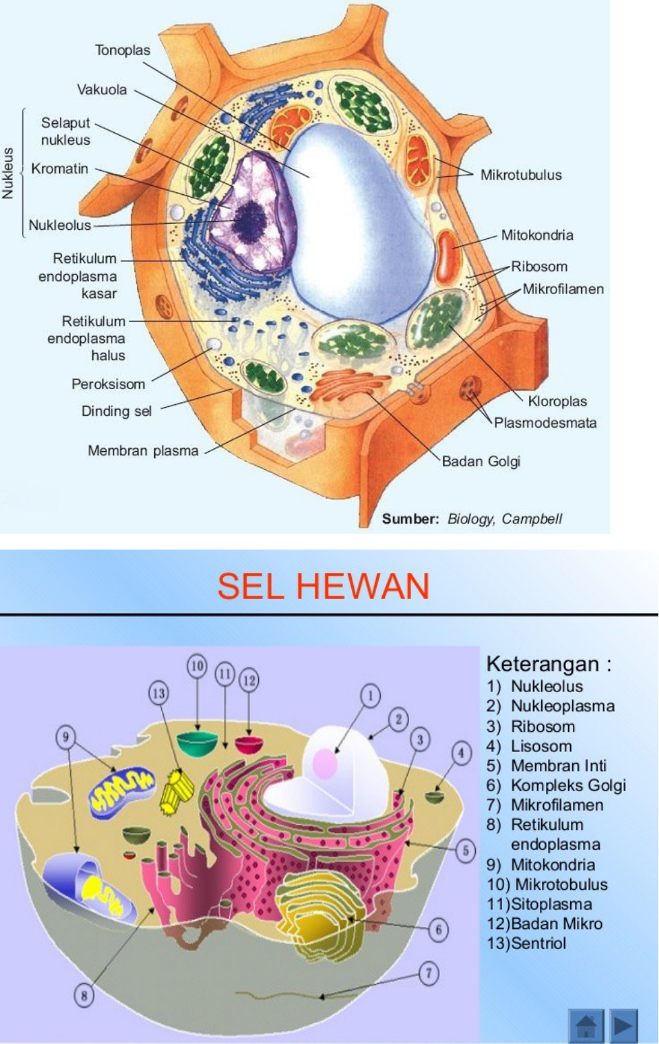 Detail Gambar Sel Makhluk Hidup Nomer 46