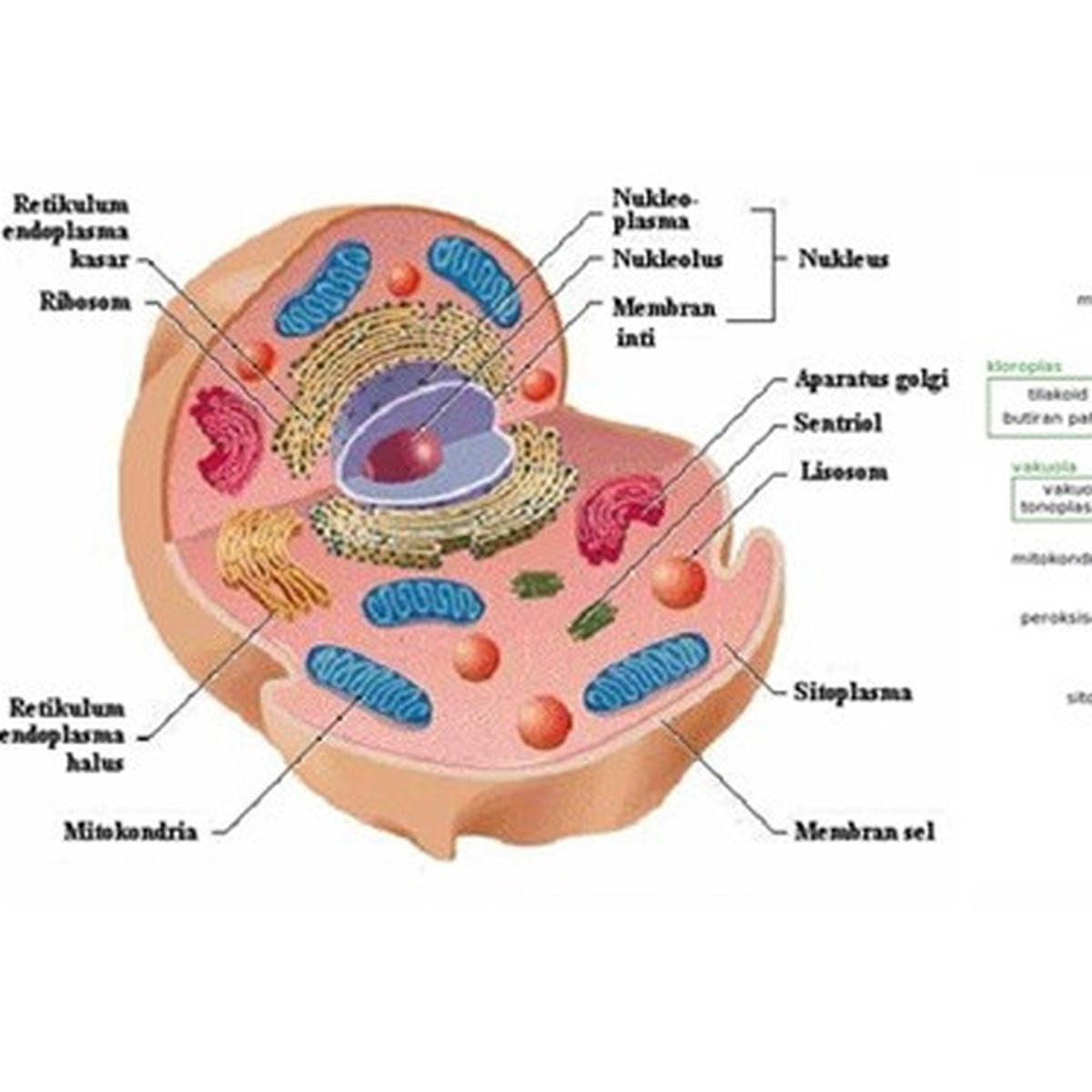 Detail Gambar Sel Makhluk Hidup Nomer 9