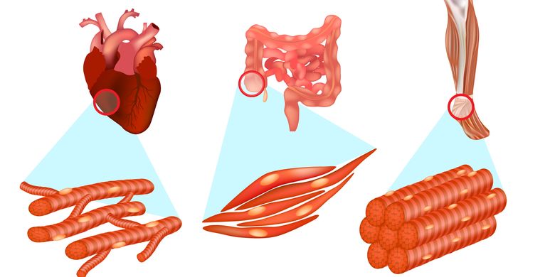 Detail Gambar Sel Otot Jantung Nomer 15