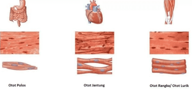 Detail Gambar Sel Otot Jantung Nomer 26
