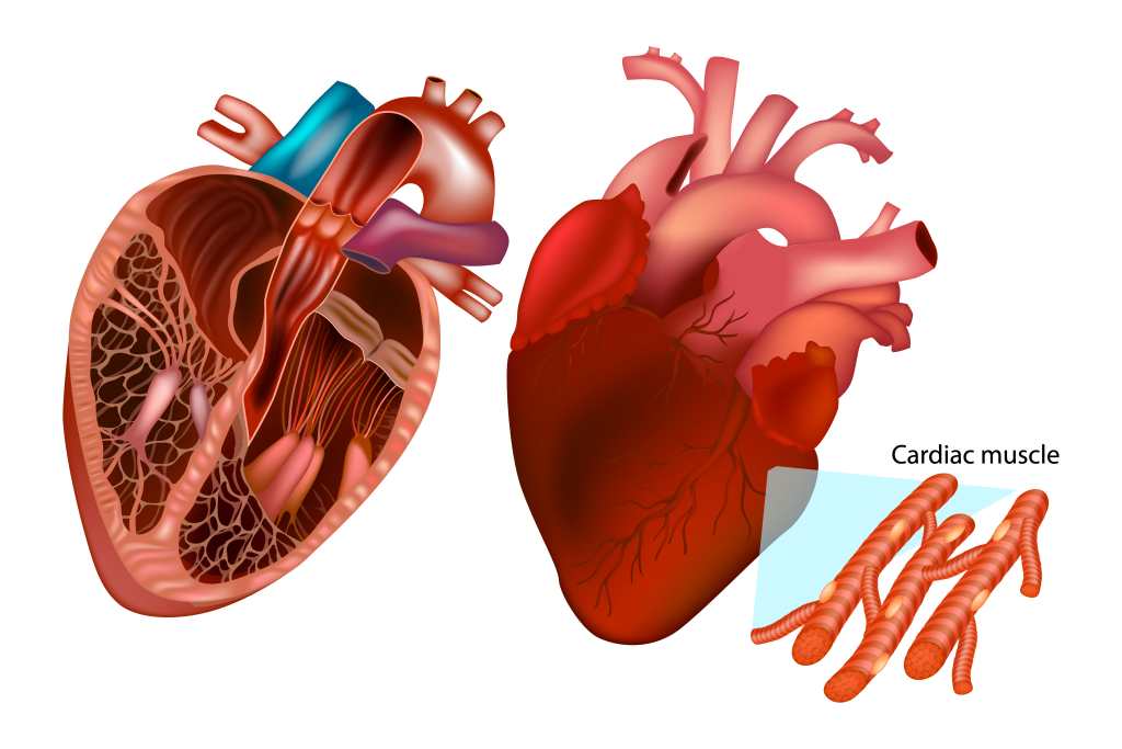 Detail Gambar Sel Otot Jantung Nomer 36