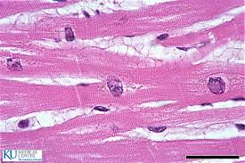 Detail Gambar Sel Otot Jantung Nomer 40