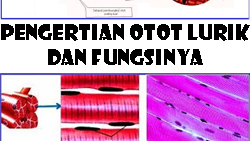 Detail Gambar Sel Otot Lurik Nomer 20