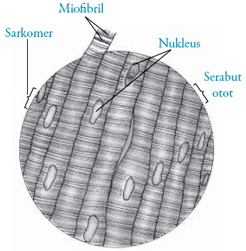 Detail Gambar Sel Otot Lurik Nomer 26