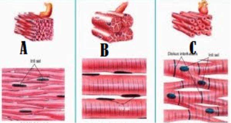 Detail Gambar Sel Otot Lurik Nomer 4