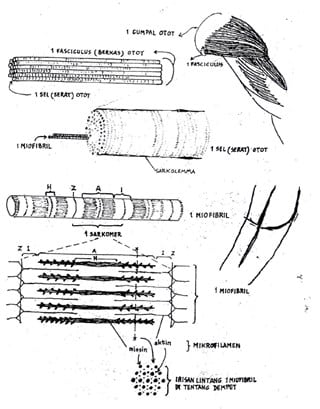Detail Gambar Sel Otot Lurik Nomer 34
