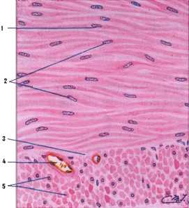 Detail Gambar Sel Otot Lurik Nomer 42