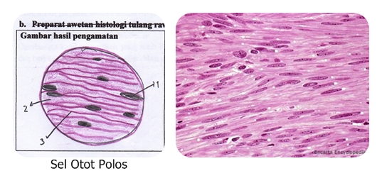 Detail Gambar Sel Otot Polos Nomer 34