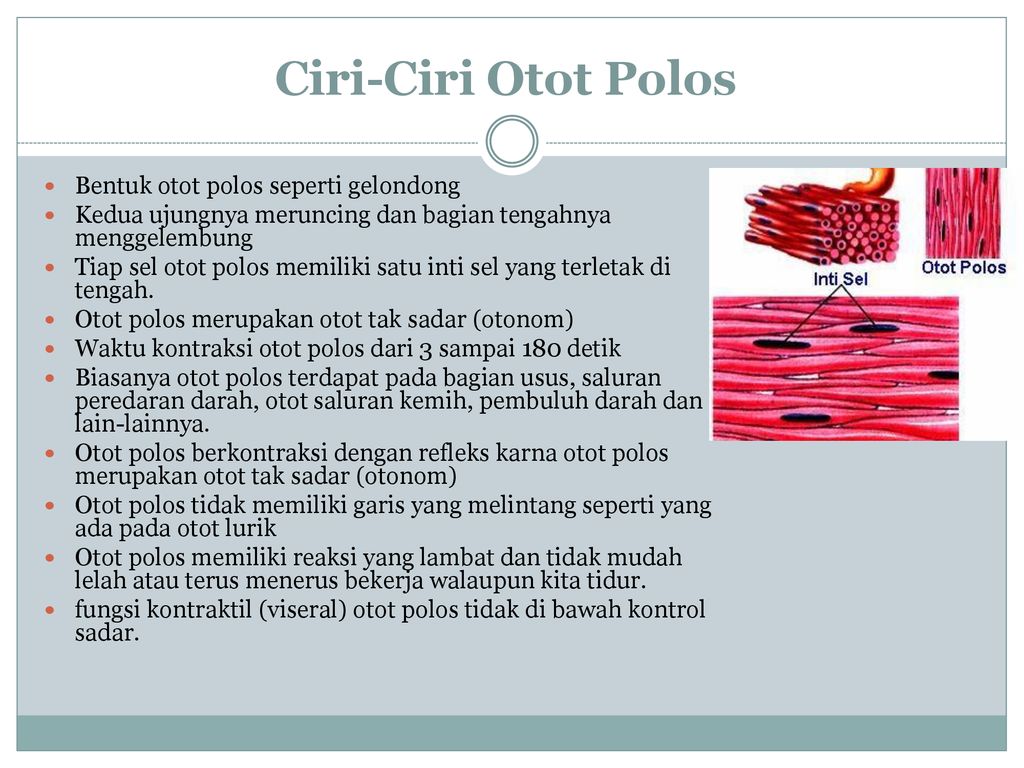 Detail Gambar Sel Otot Polos Nomer 48