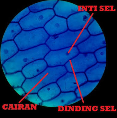 Gambar Sel Pada Bawang Merah - KibrisPDR