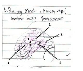 Detail Gambar Sel Pada Bawang Merah Nomer 11