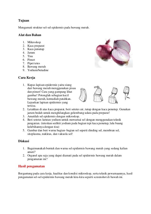 Detail Gambar Sel Pada Bawang Merah Nomer 12