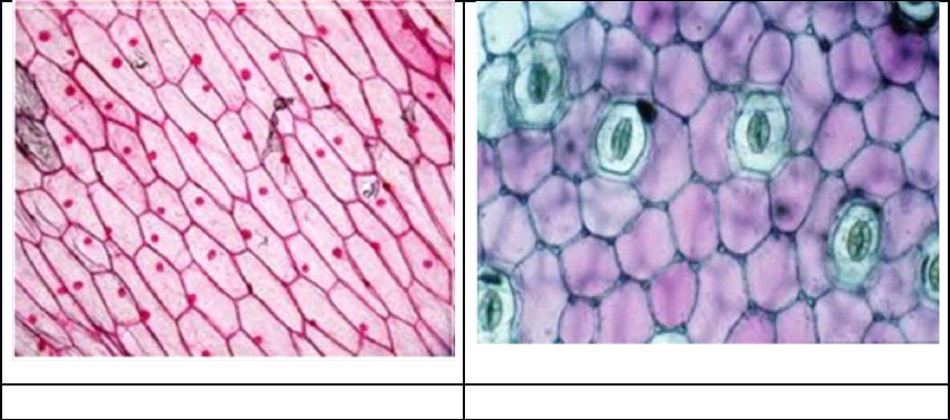 Detail Gambar Sel Pada Bawang Merah Nomer 13